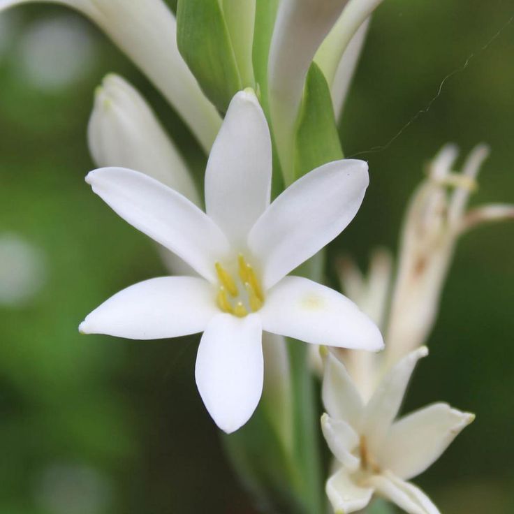 Rajnigandha (Tuberose) (Ships 12th July 2025)