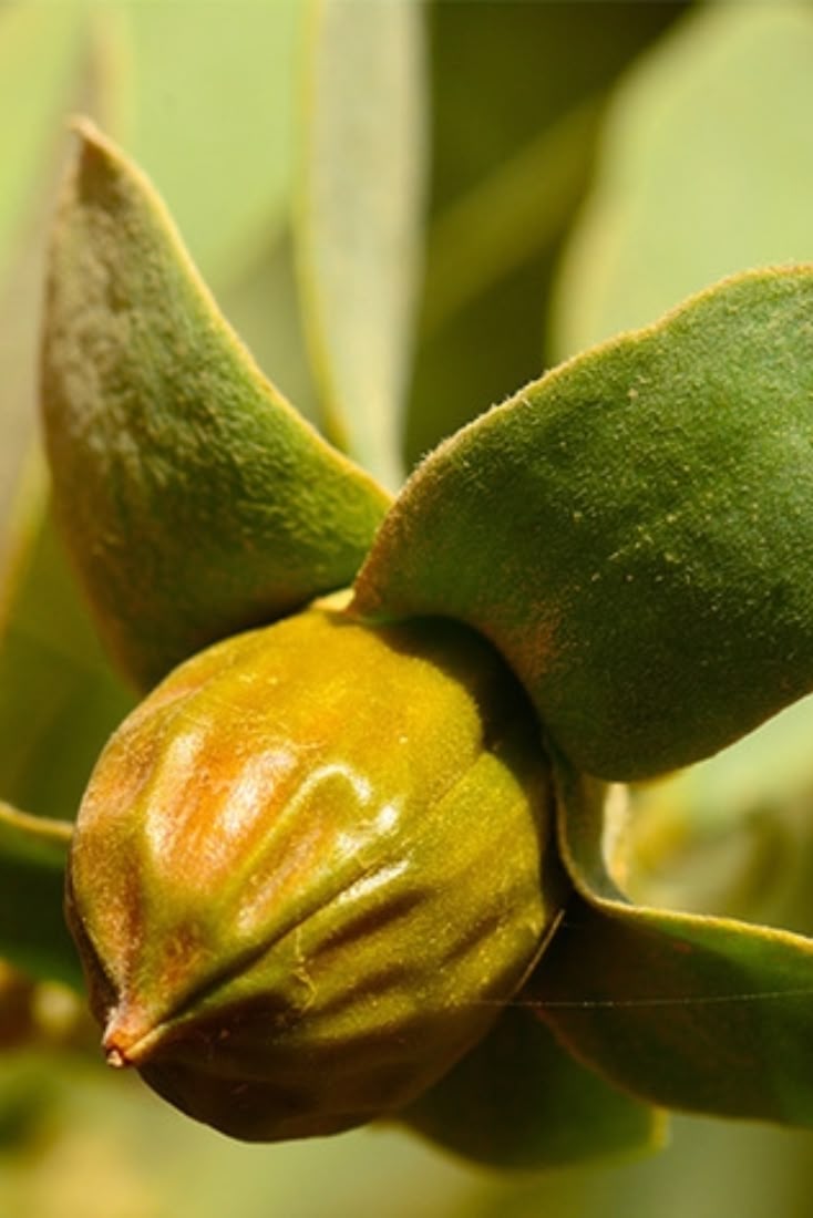 100% Pure Jojoba Oil