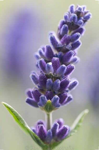 100% Pure Lavender Essential Oil