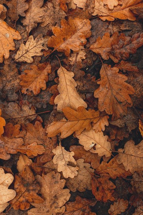 Fallen Leaves
