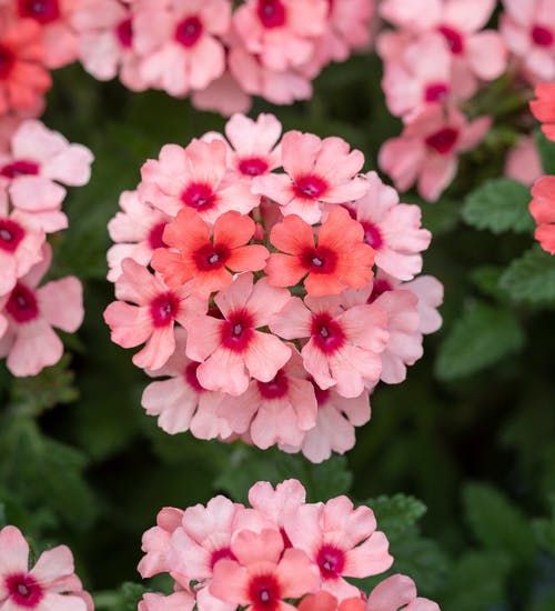 Verbena Fragrance Oil