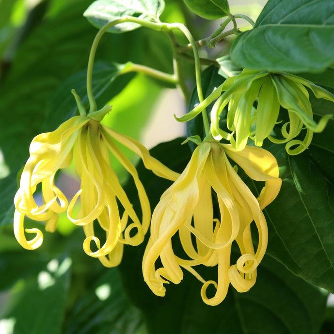 Ylang Ylang Flower Fragrance Oil