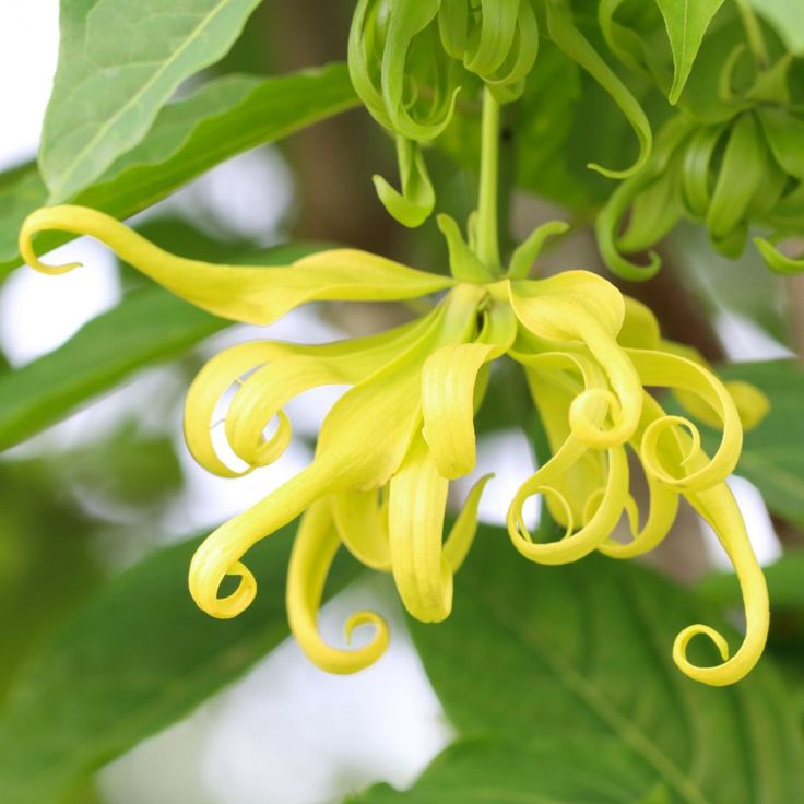 100% Pure Ylang Ylang Essential Oil