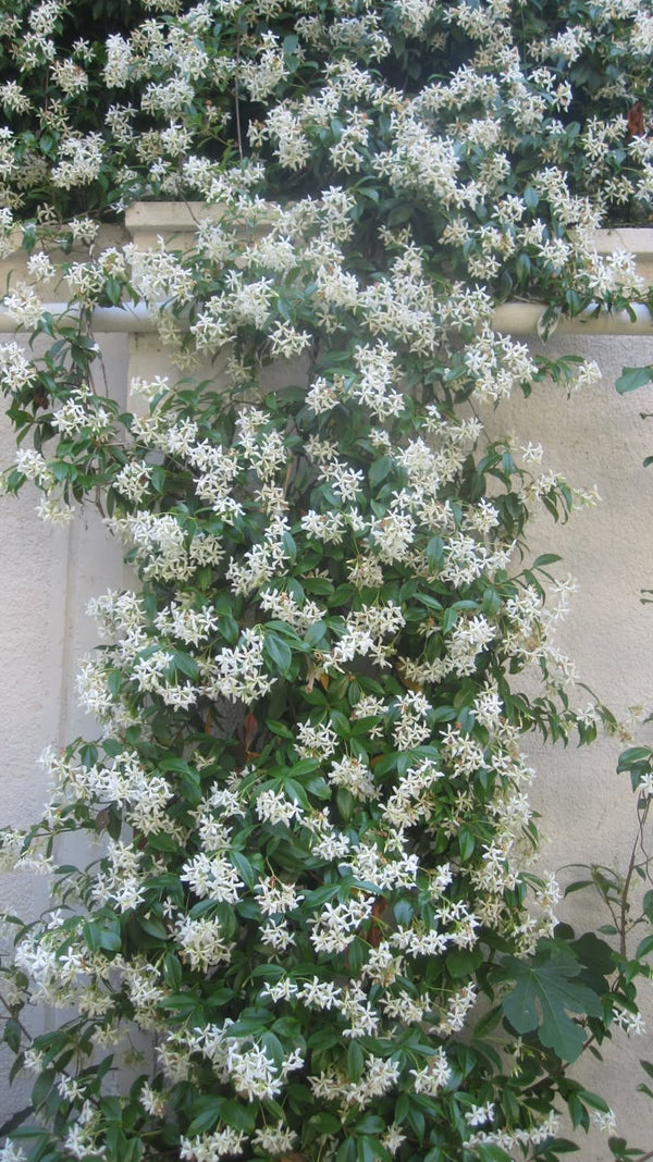 Raat Ki Rani night-blooming jasmine fragrance oil