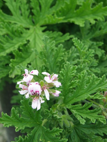 Citronella Duftöl