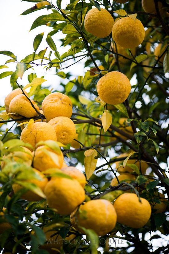 Citrus Lemon fragrance oil for candle making