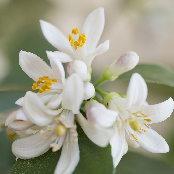 Neroli Signature Grade