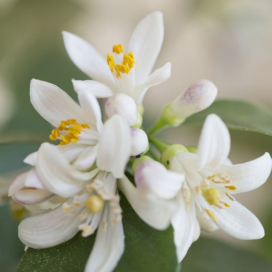 Neroli Signature Grade