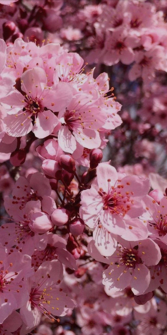 Japanische Kirschblüte 