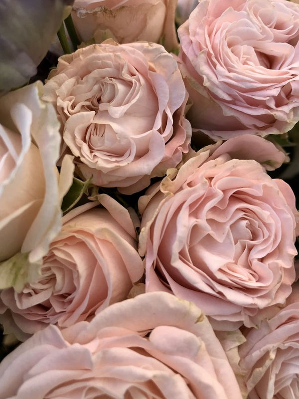 British Rose fragrance oil for candle making