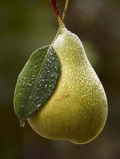 Obstgarten-Birne