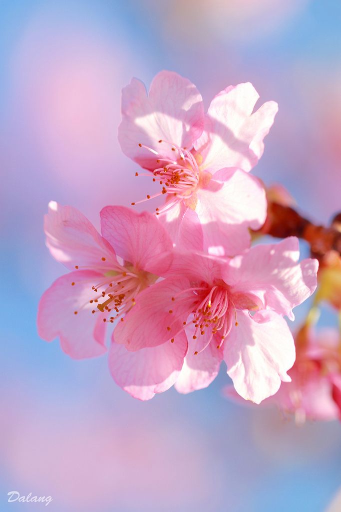 Japanische Kirschblüte 